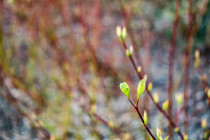 Santarome Bio : la gamme minceur aux bourgeons de plantes