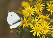 Zoom sur l’Arnica, cet actif aux multiples vertus !